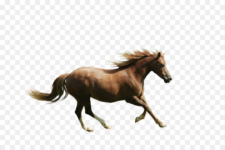 Caballo Decorado，Patrones Verdes PNG