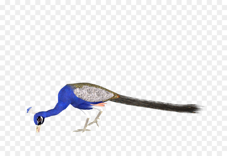 Pavo Real，Pluma PNG