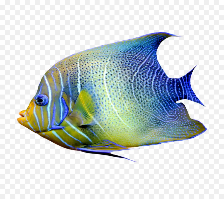 Angelfish，Los Peces PNG