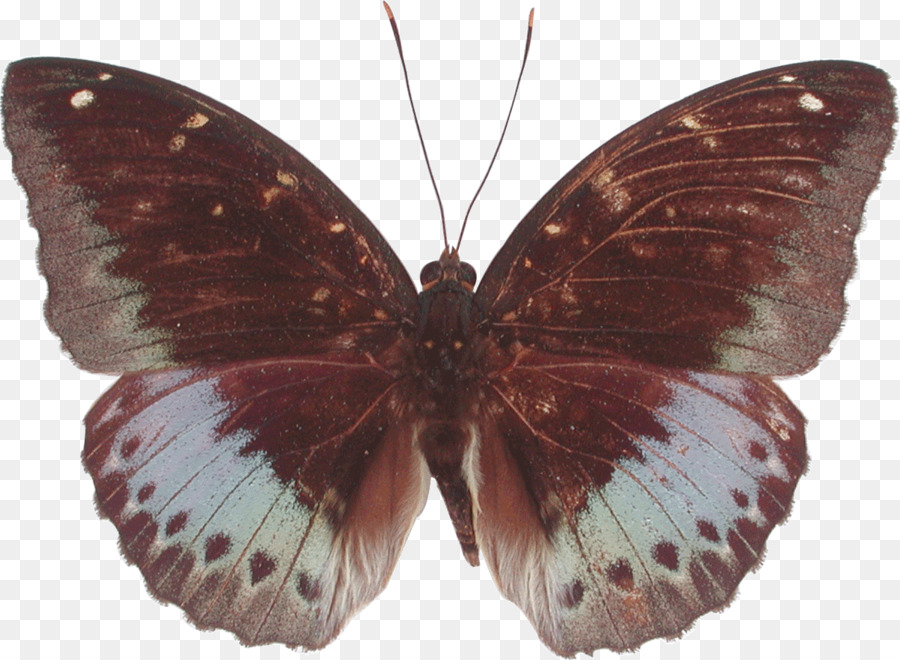 El Archiduque，Gossamerwinged Mariposas PNG