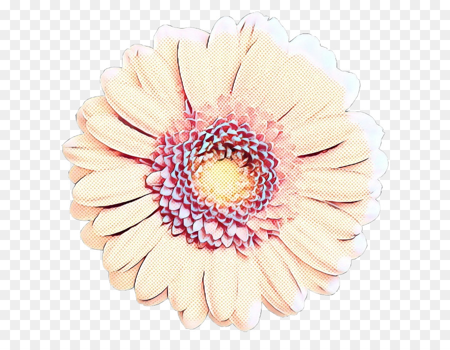 Transvaal Daisy，Las Flores Cortadas PNG