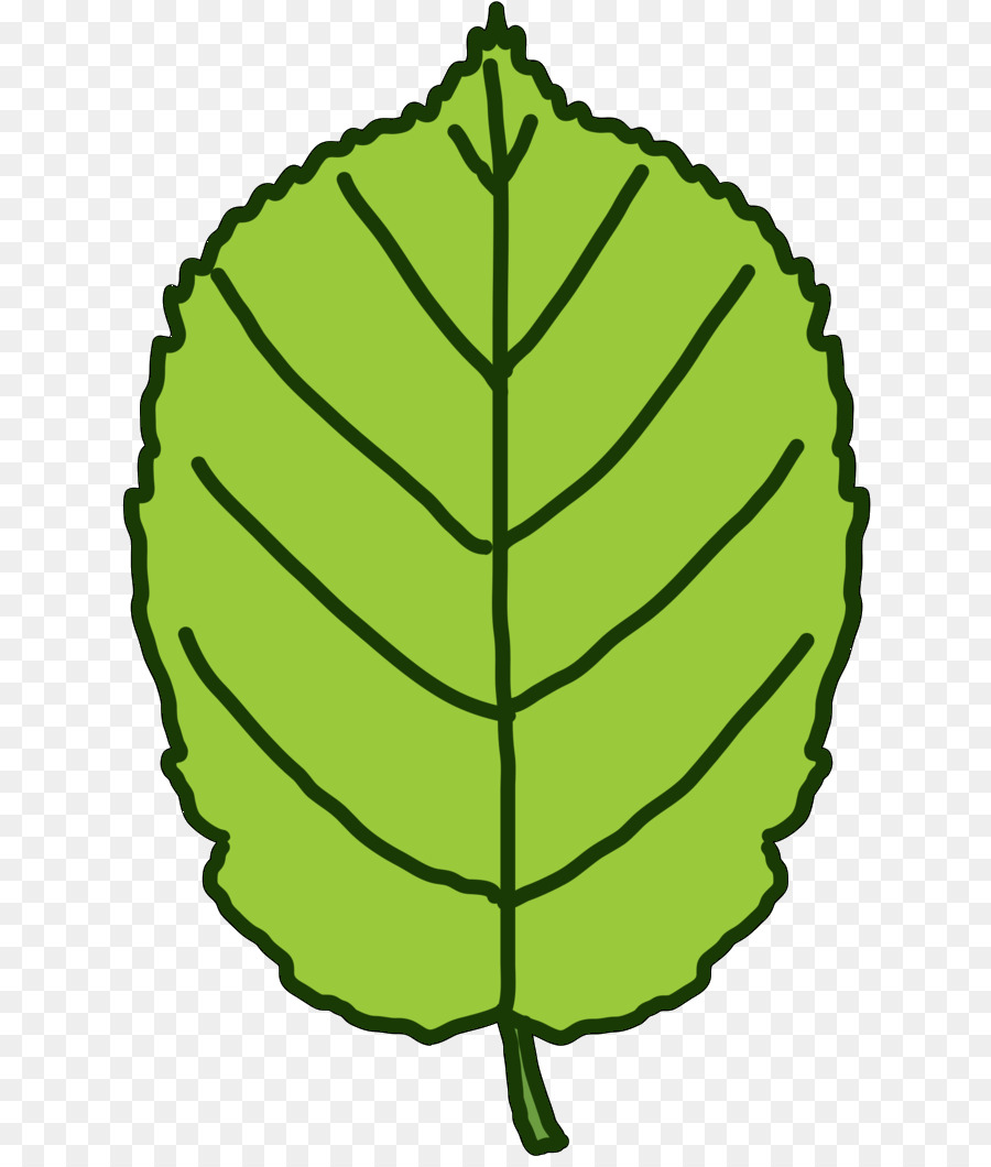 Hoja Verde，Planta PNG