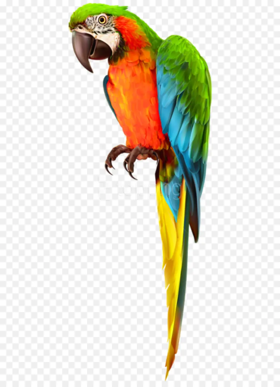 Guacamayo，Budgericar PNG