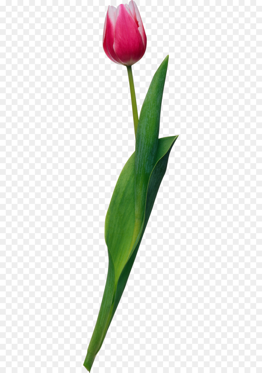 Flor，Tulip PNG