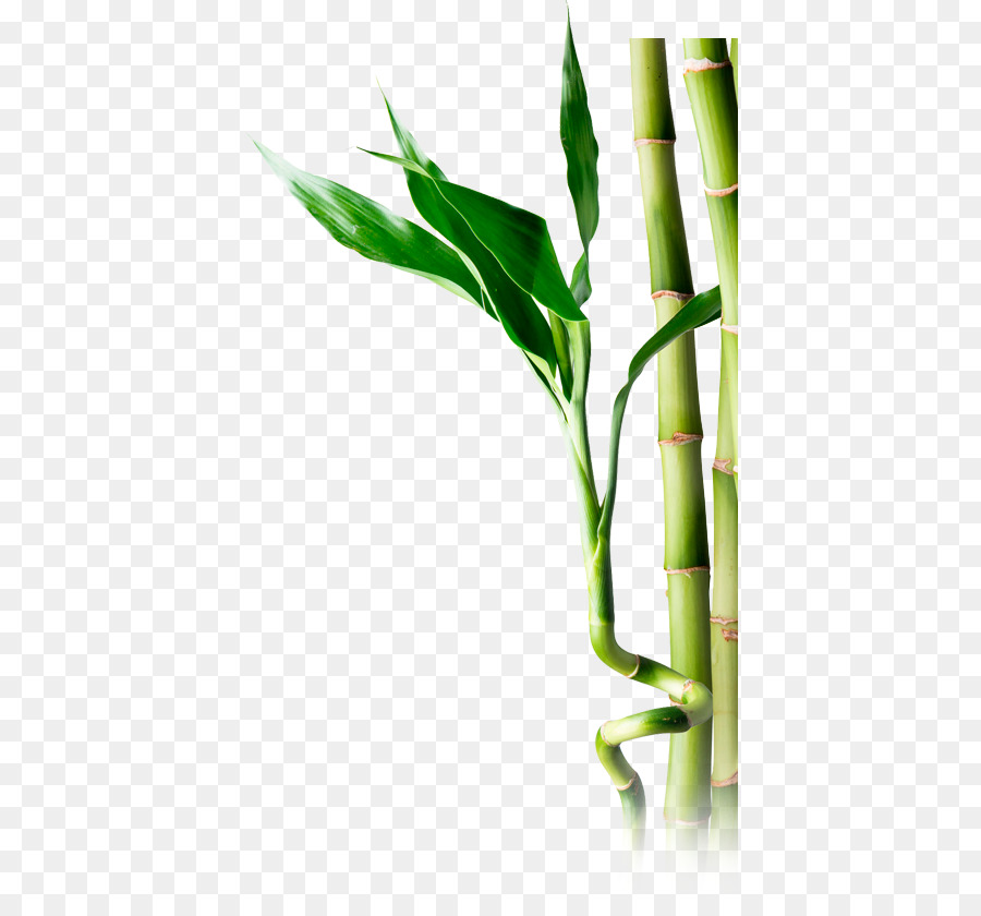 Bambú，Una Fotografía De Stock PNG