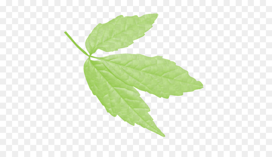 Hoja，De Hoja Caduca PNG