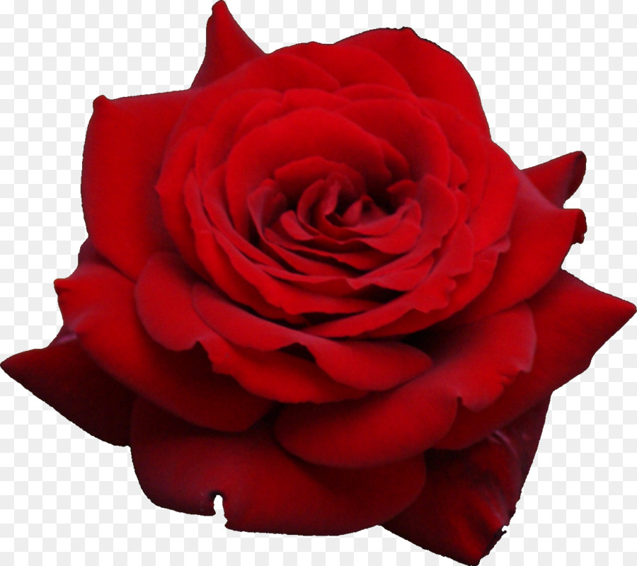 Rosa Roja，Florecer PNG