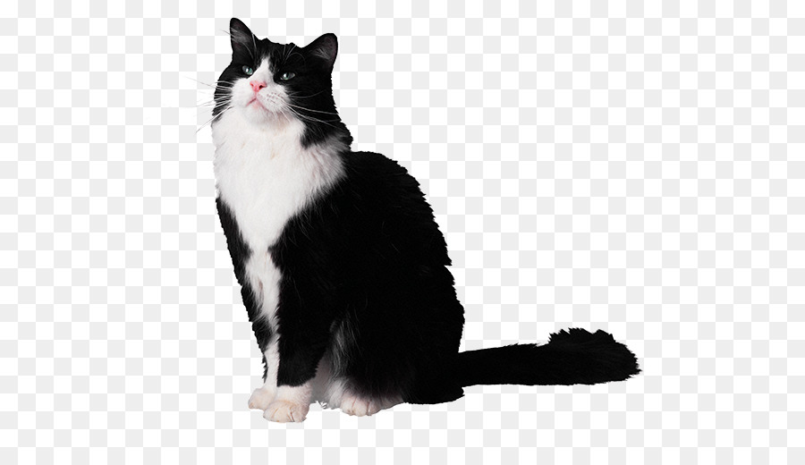 Gato，Gatito PNG