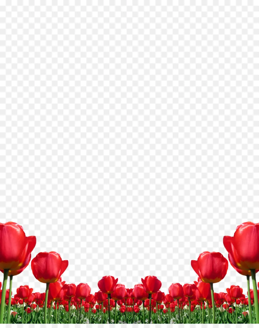 Tulipanes Rojos，Campo PNG