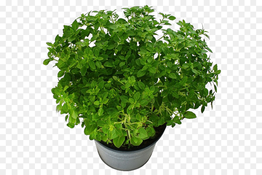 Planta En Maceta，Verdor PNG