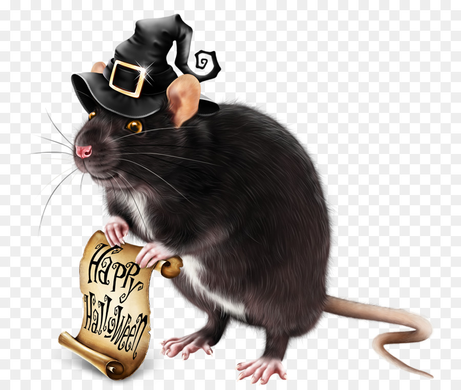 Ratón，Gato PNG