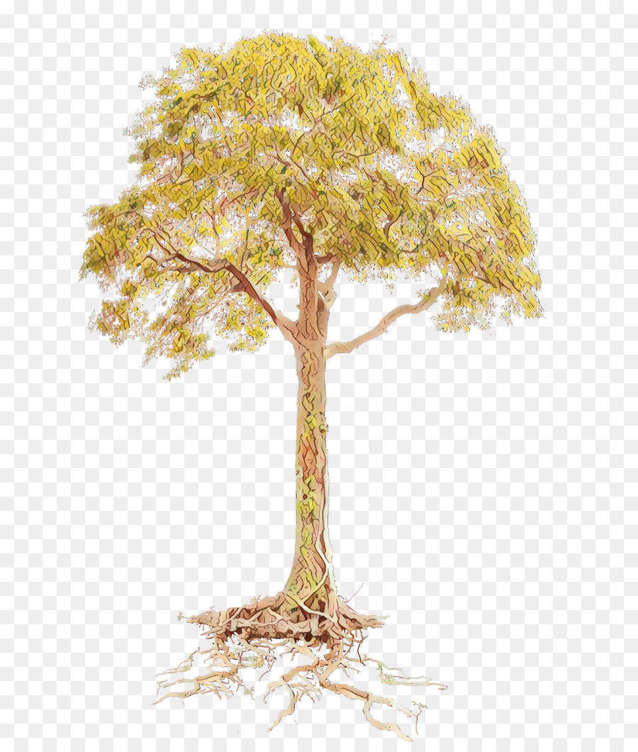 Árbol，Raíces PNG