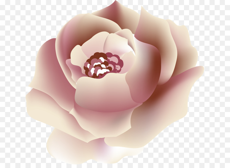 Flor Rosa，Florecer PNG