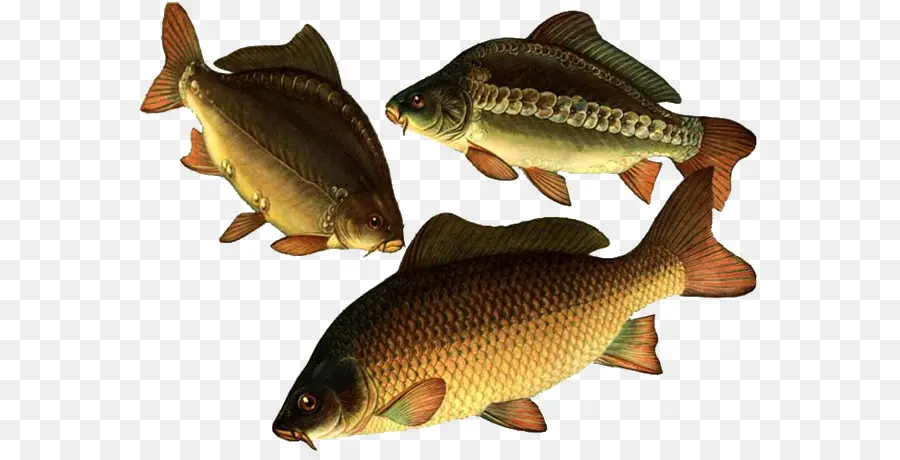 Los Peces，Los Peces óseos PNG