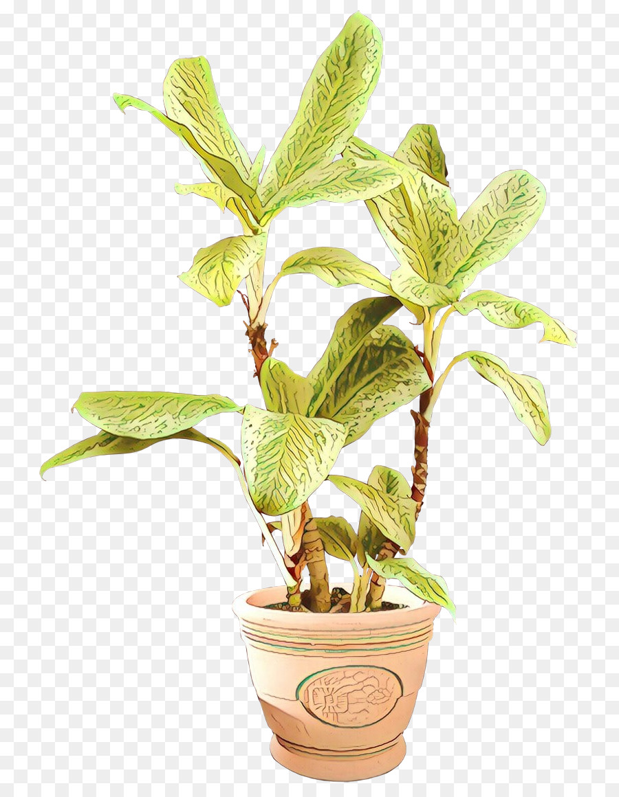 Planta En Maceta，Hojas PNG