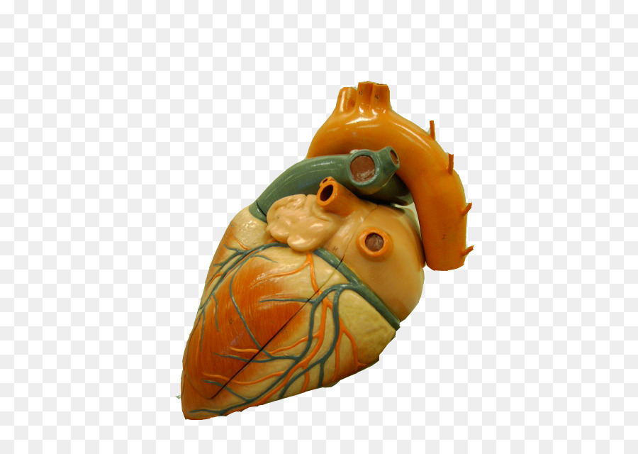 De La Aorta Ascendente，Corazón PNG