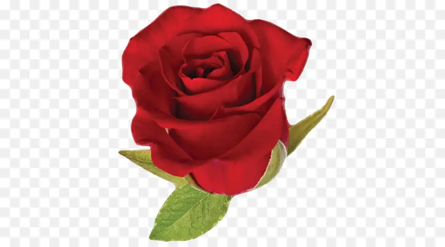 Rosa，Rojo PNG