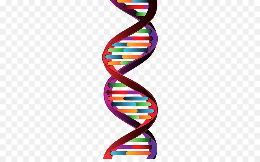 Adn，La Molécula De PNG