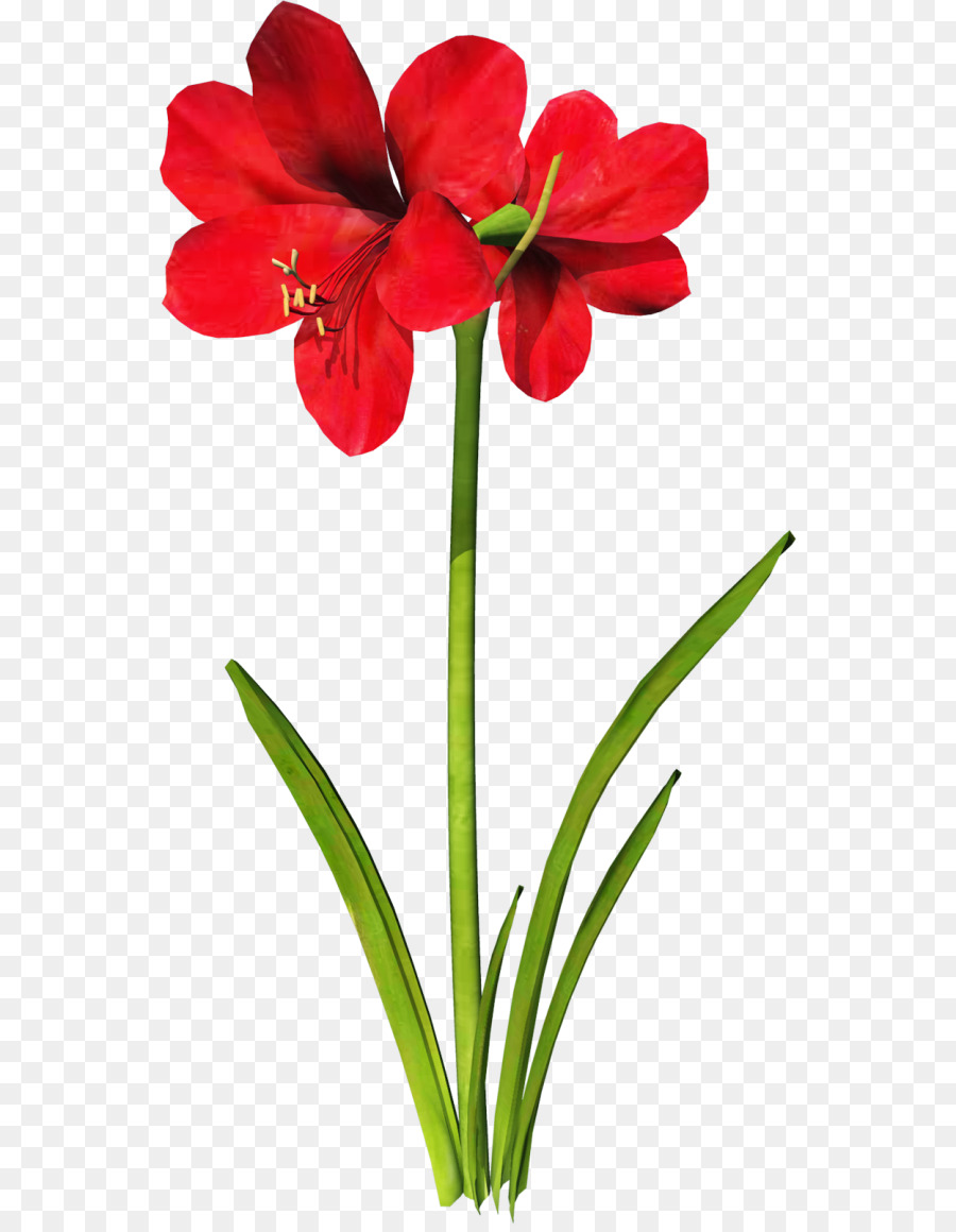 Jersey Lily，Lily PNG