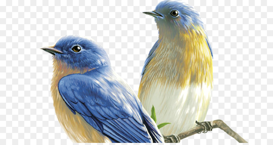 Aves，Dibujo PNG