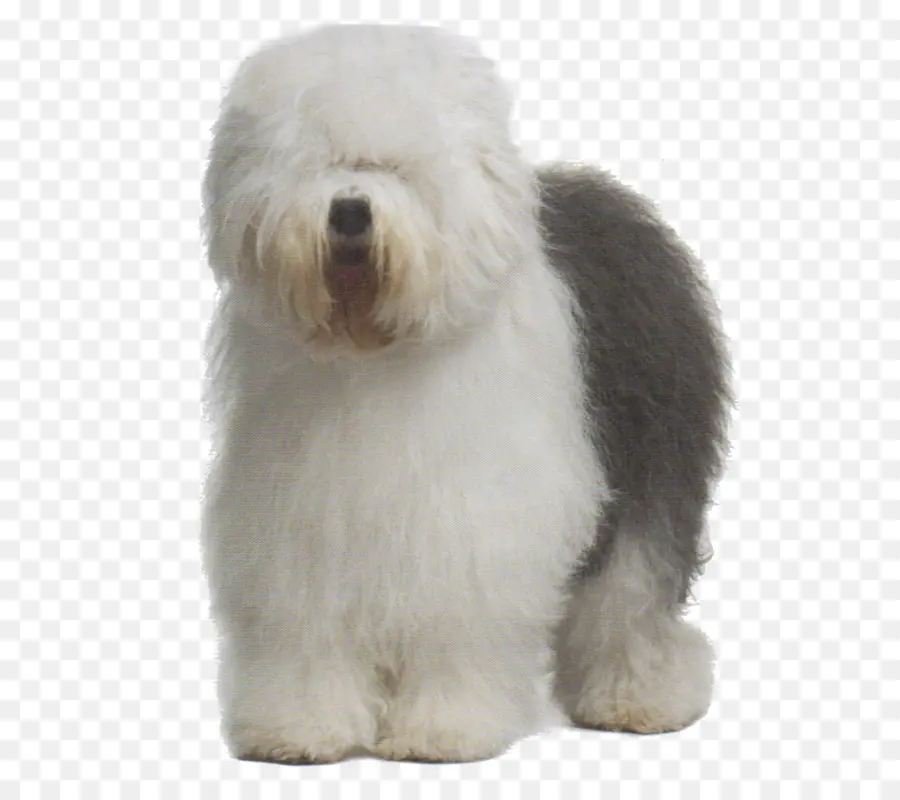 Perro Blanco Esponjoso，Mascota PNG