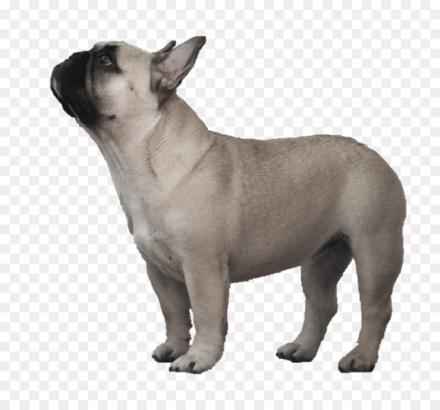 Toy Bulldog，Bulldog Francés PNG