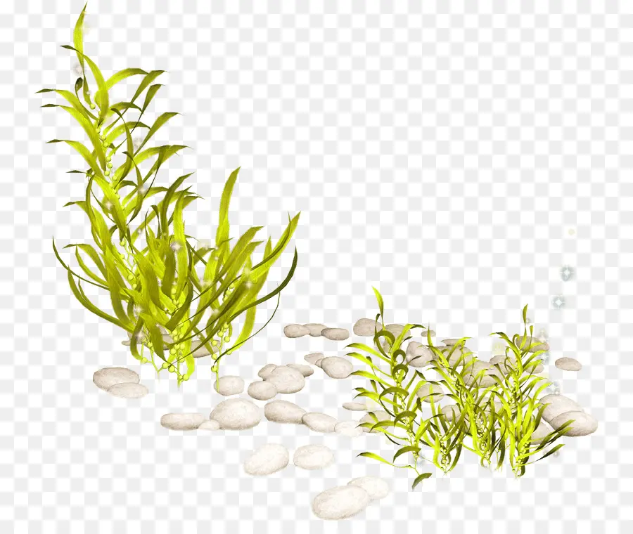 Las Plantas Acuáticas，Las Plantas PNG