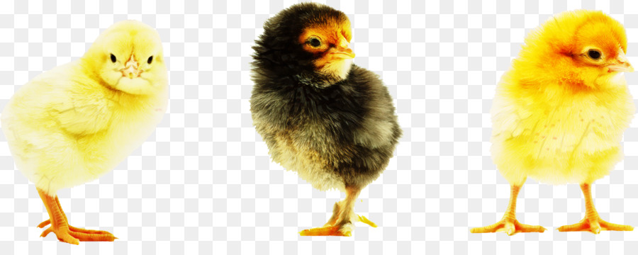 Pollo，Una Fotografía De Stock PNG