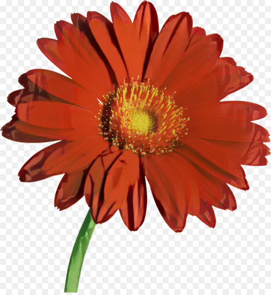 Flor，Una Fotografía De Stock PNG