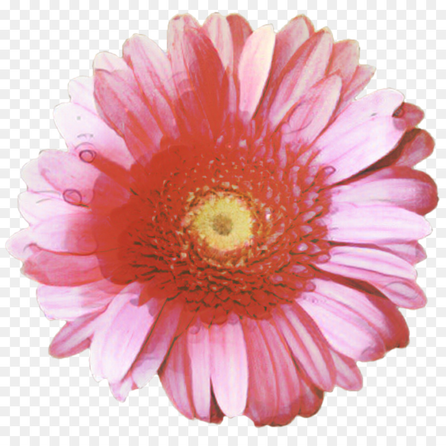 Flor，Floración PNG