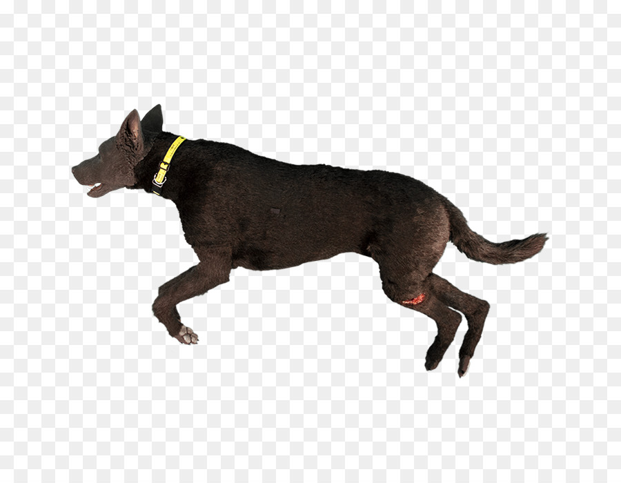 Perro，La Traqueotomía PNG