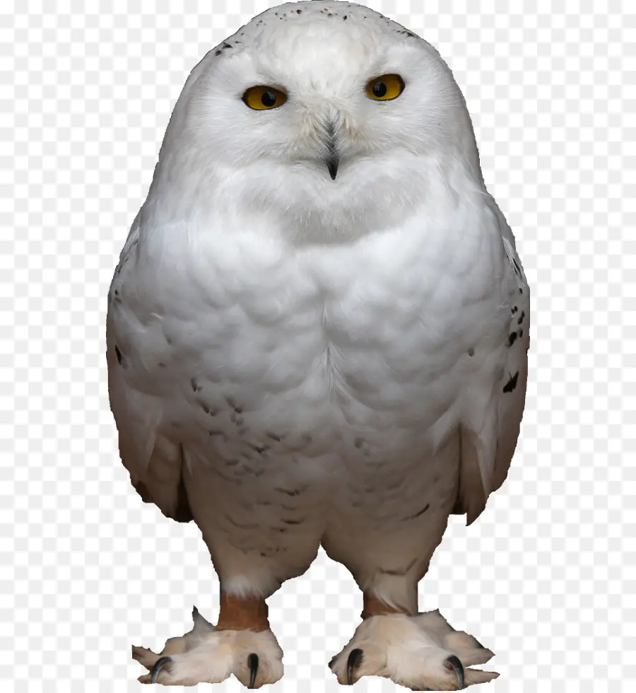 Búho Blanco，Pájaro PNG