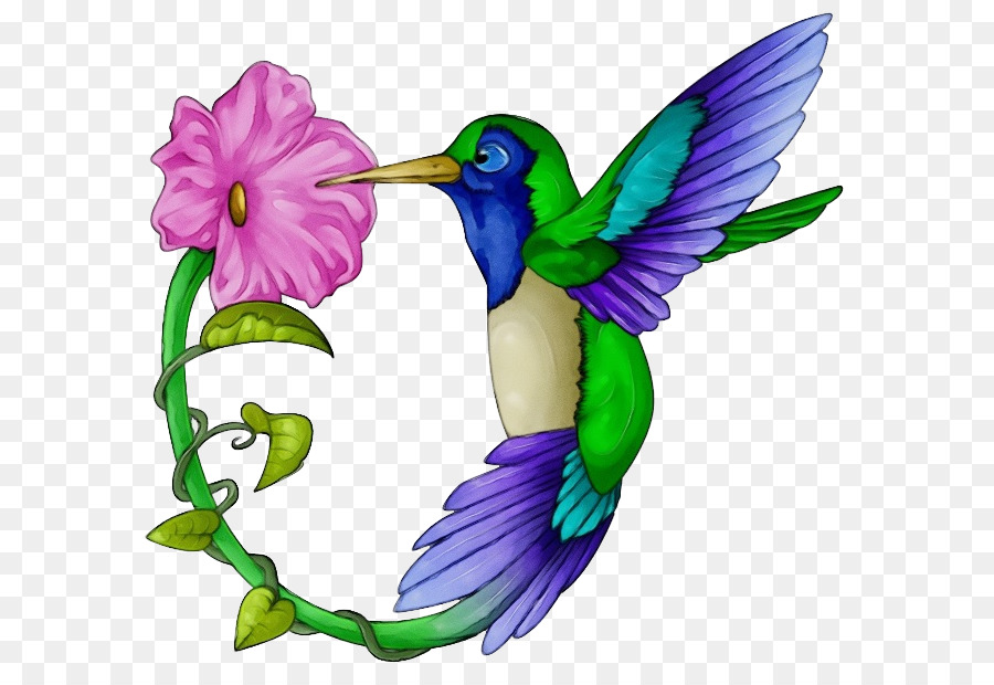 Colibrí，Aves PNG