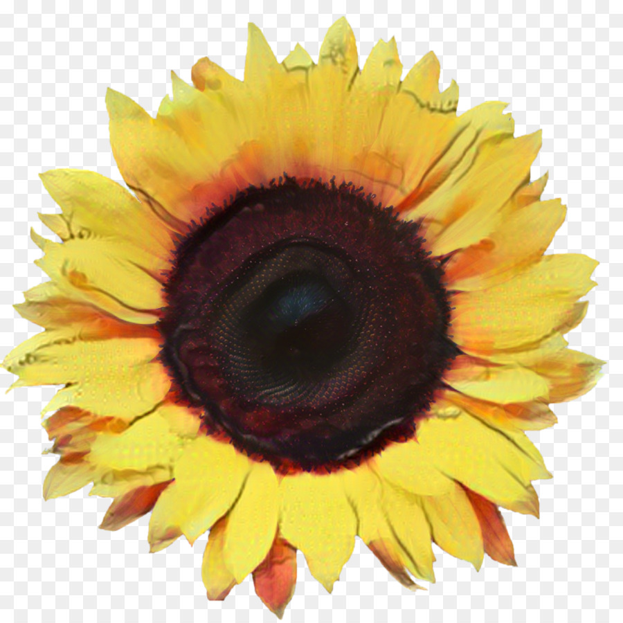 Común De Girasol，Una Fotografía De Stock PNG