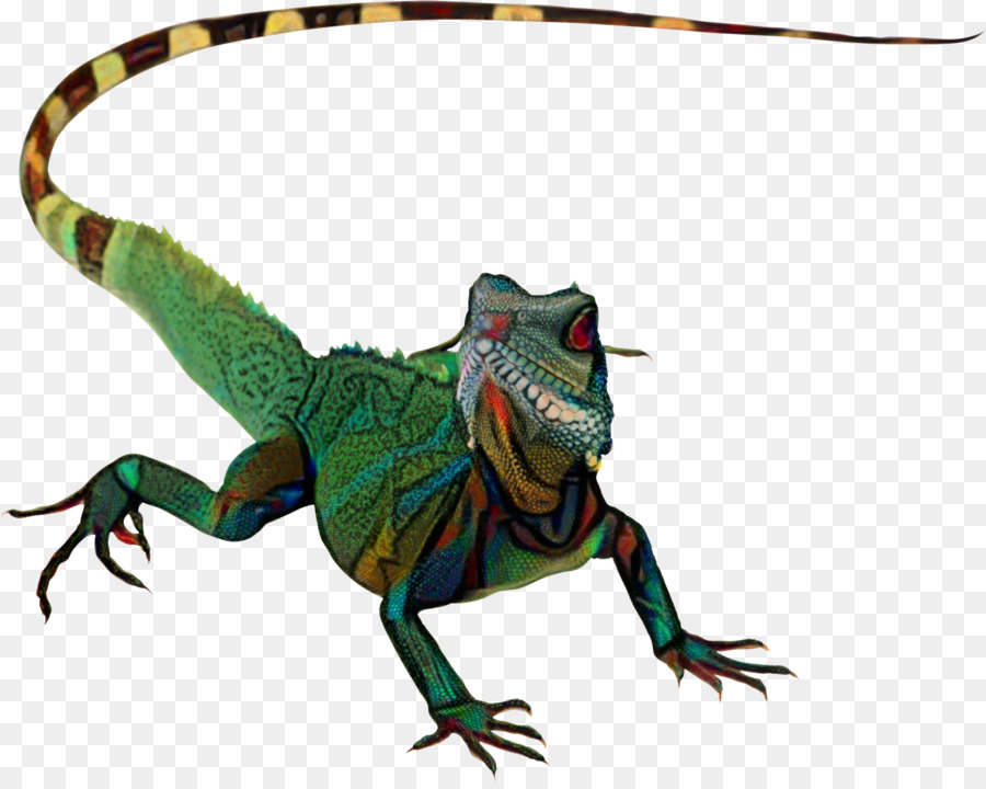 Lagarto，Los Camaleones PNG