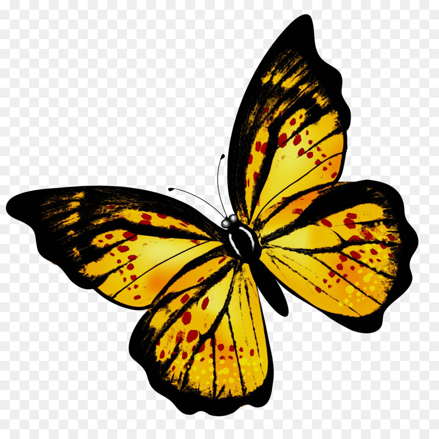Mariposa，La Mariposa Monarca PNG