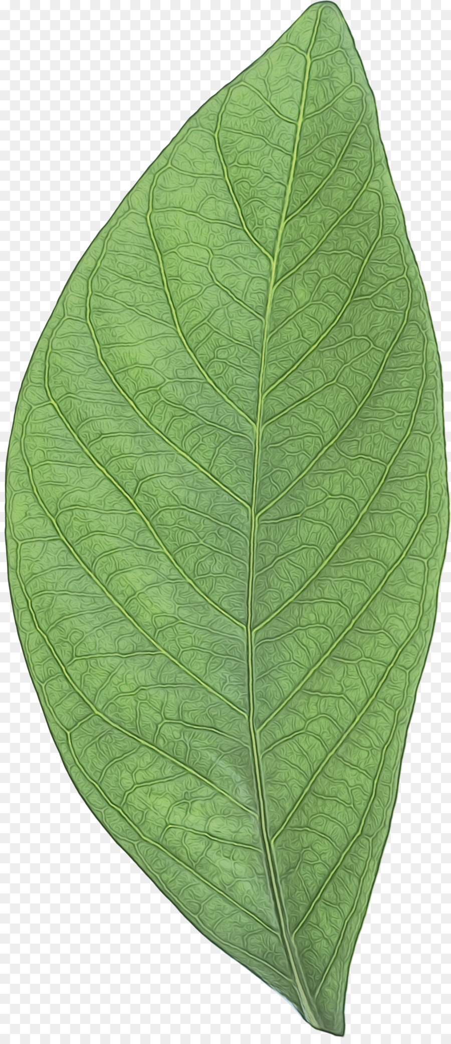 Hoja，Planta PNG