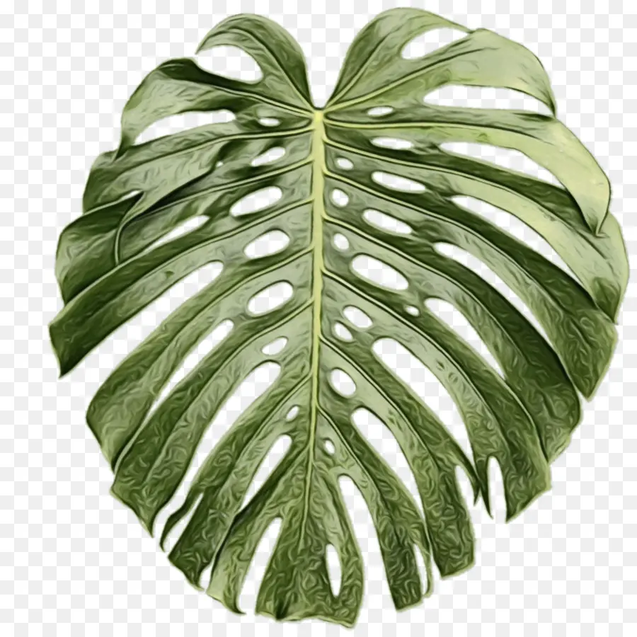 Hoja Verde，Planta PNG