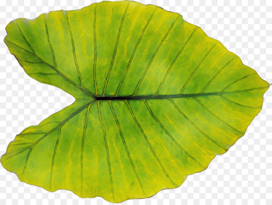 Hoja Verde，Planta PNG