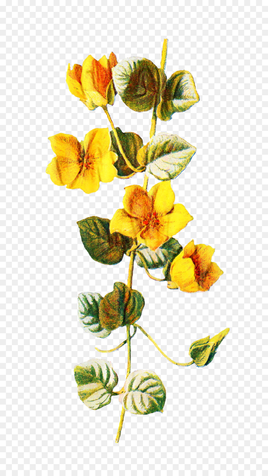 Dibujo，Flor PNG