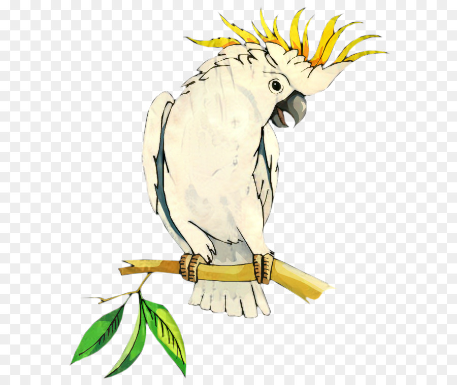 Guacamayo，Pico PNG