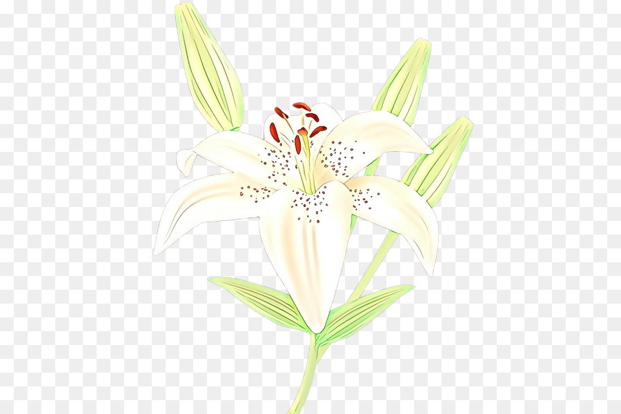 Amarilis，Jersey Lily PNG