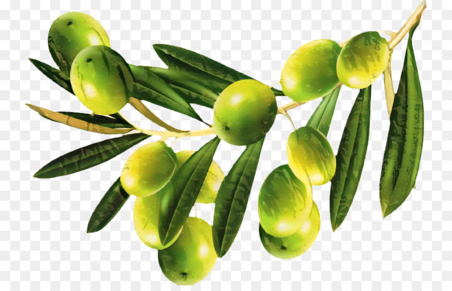 Aceitunas Verdes，Rama PNG