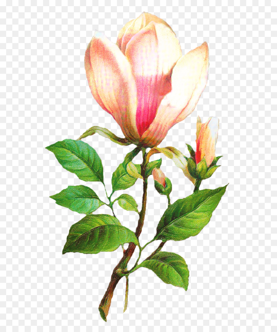 Flor，Rosa PNG