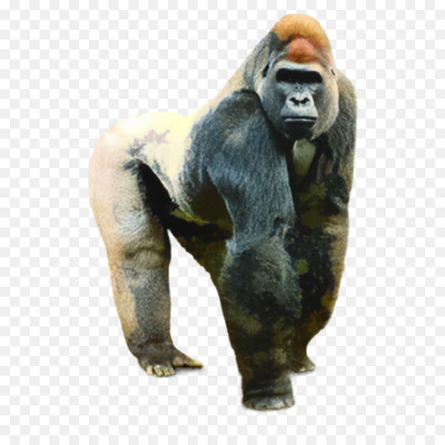 Occidental Gorila，Chimpancé PNG