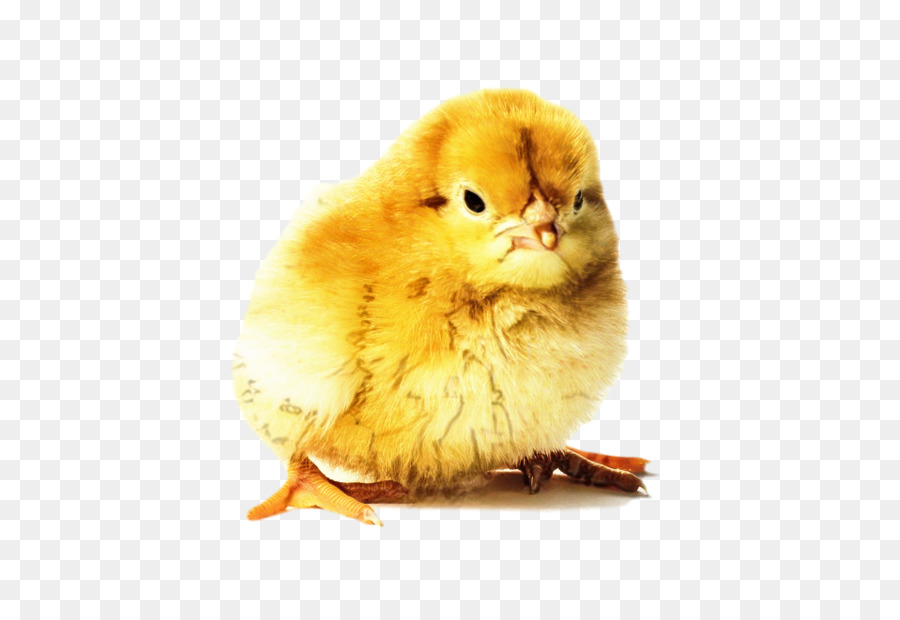 Pollo，Pico PNG