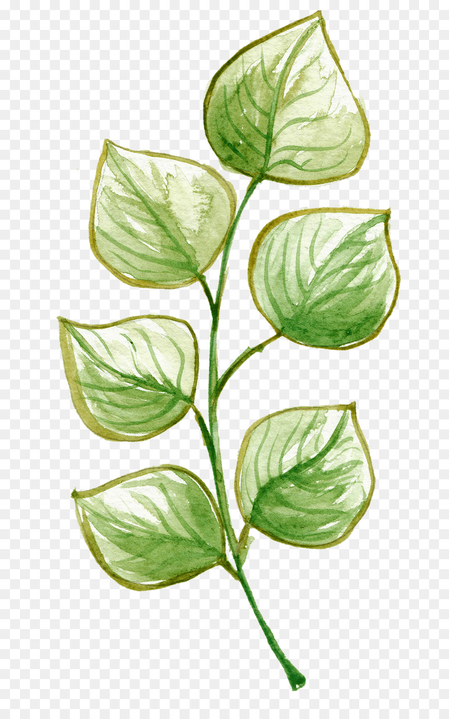 Hoja，Planta PNG