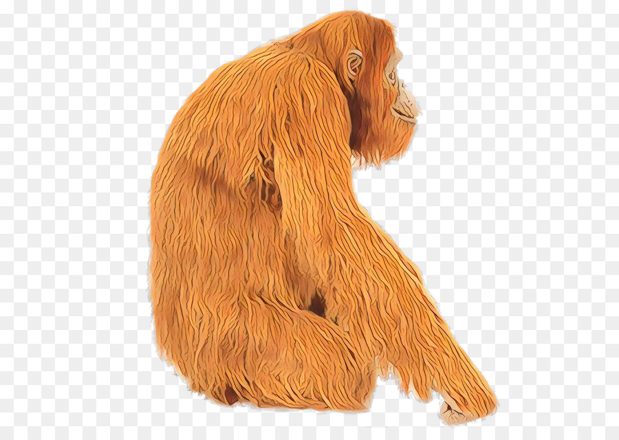 Orangután，Los Grandes Simios PNG