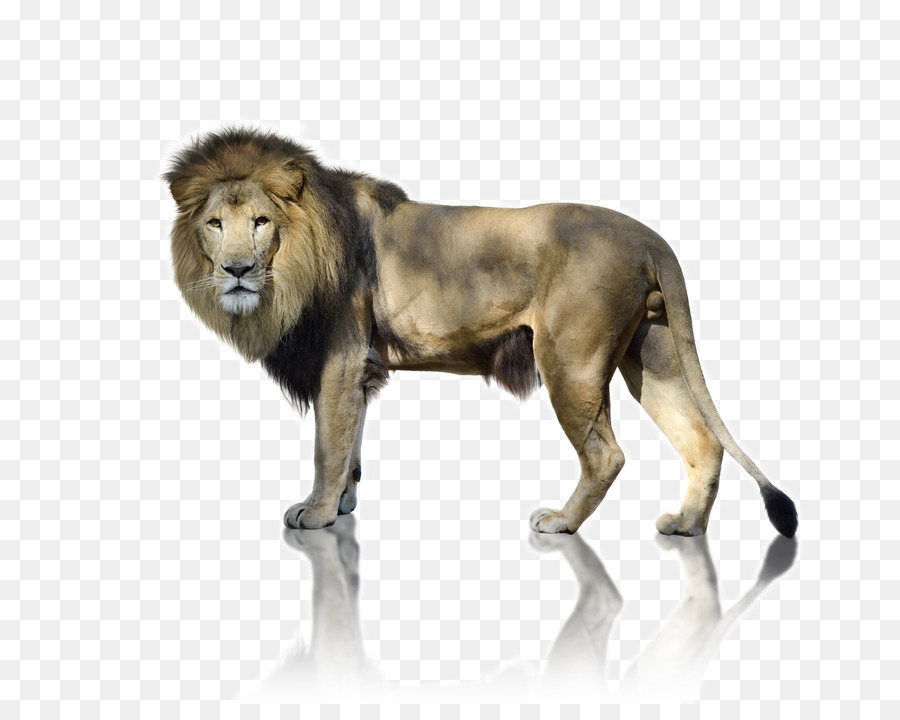 León，Una Fotografía De Stock PNG