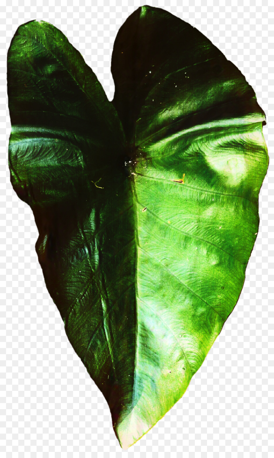 Hoja Verde，Planta PNG